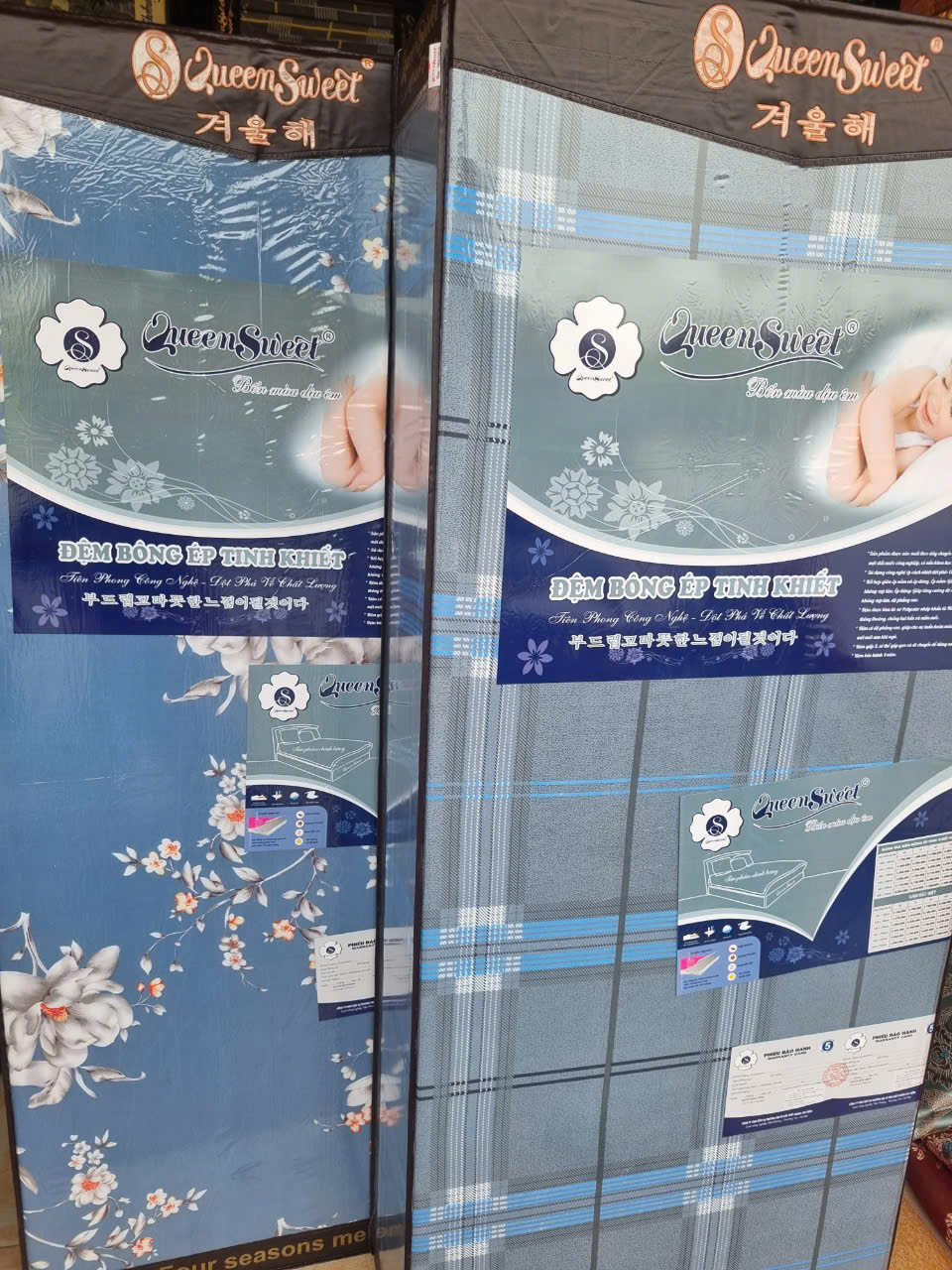 Đệm bông ép Singapore vỏ Cotton mềm mịn